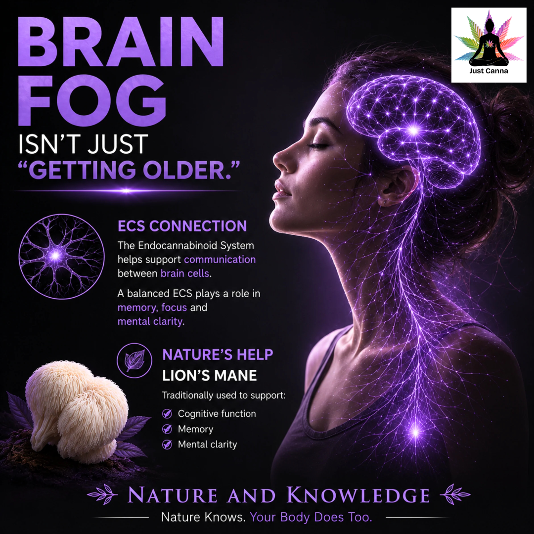 Understanding Brain Fog, Your Endocannabinoid System and How Nature May Help Support Mental Clarity