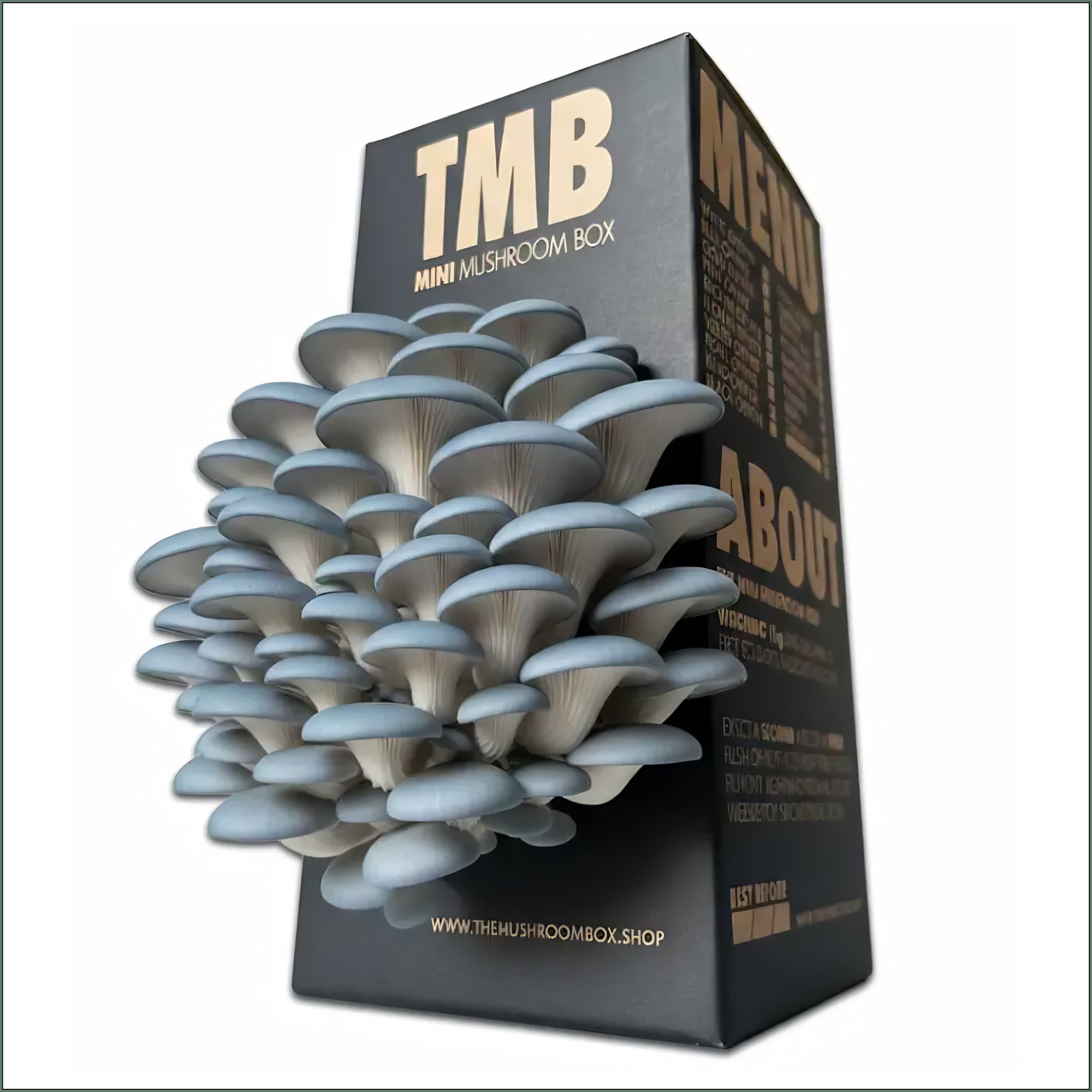 Mushroom Grow Box - Blue Oyster Mushrooms