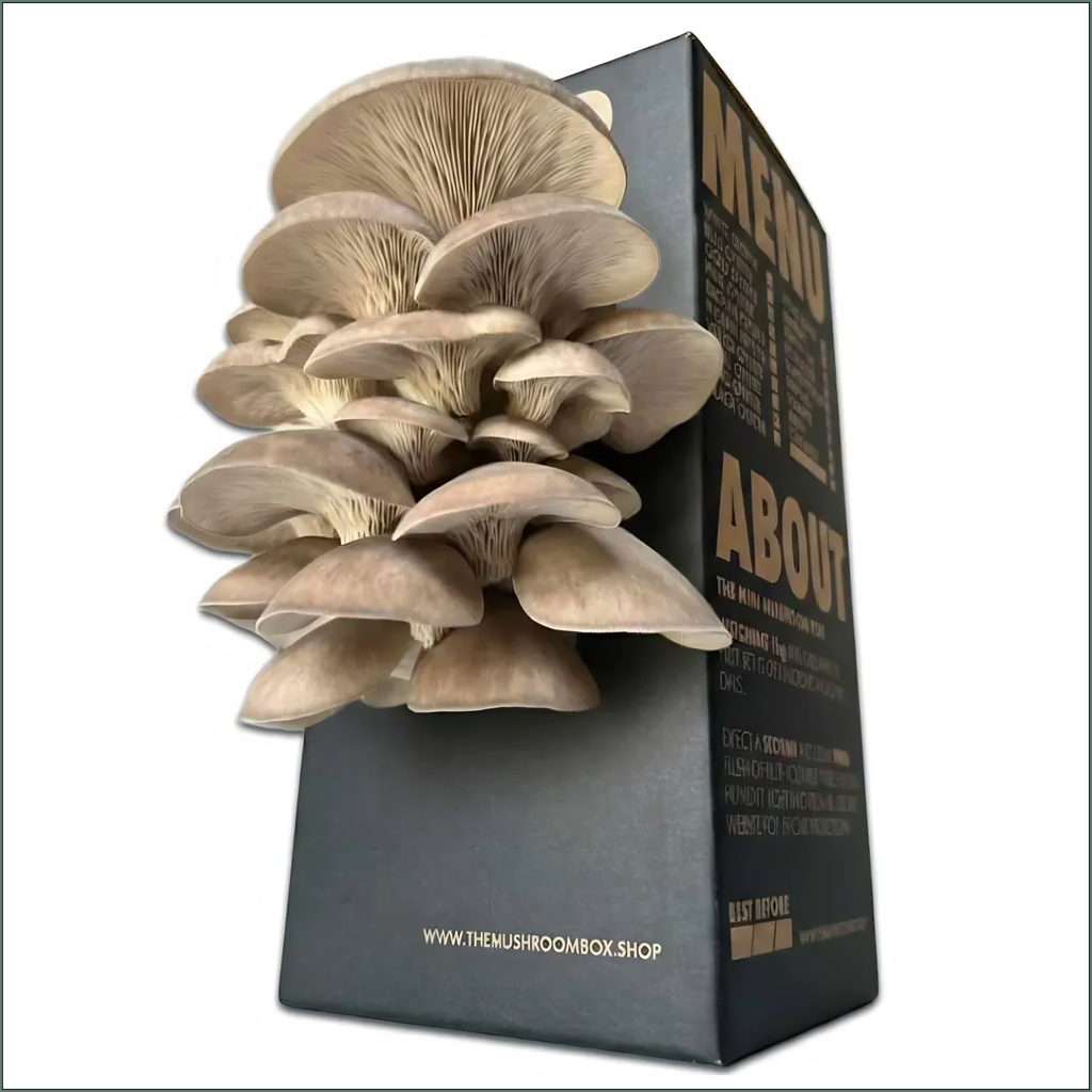 Mushroom Grow Box - Black Pearl Oyster Mushrooms