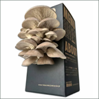 Mushroom Grow Box - Black Pearl Oyster Mushrooms