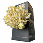 Mushroom Grow Box - Golden Oyster Mushrooms