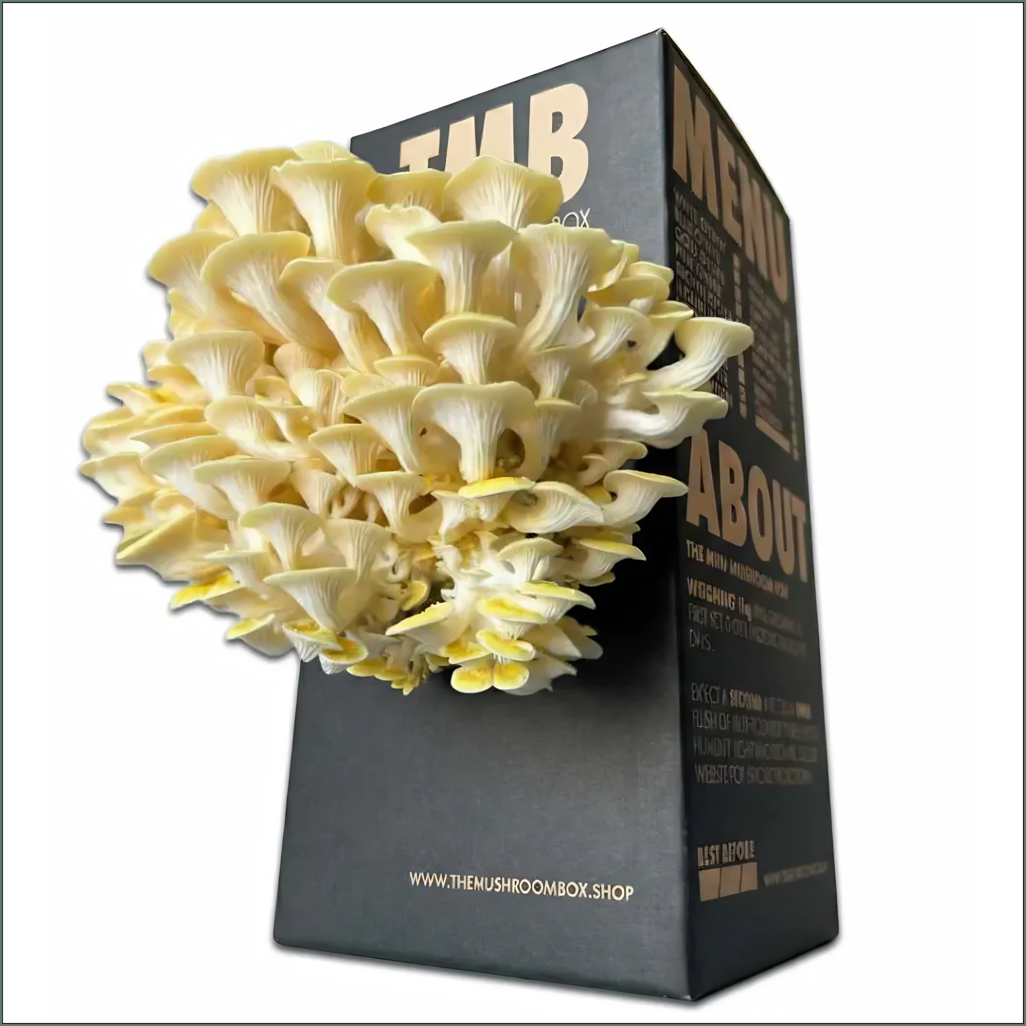 Mushroom Grow Box - Golden Oyster Mushrooms