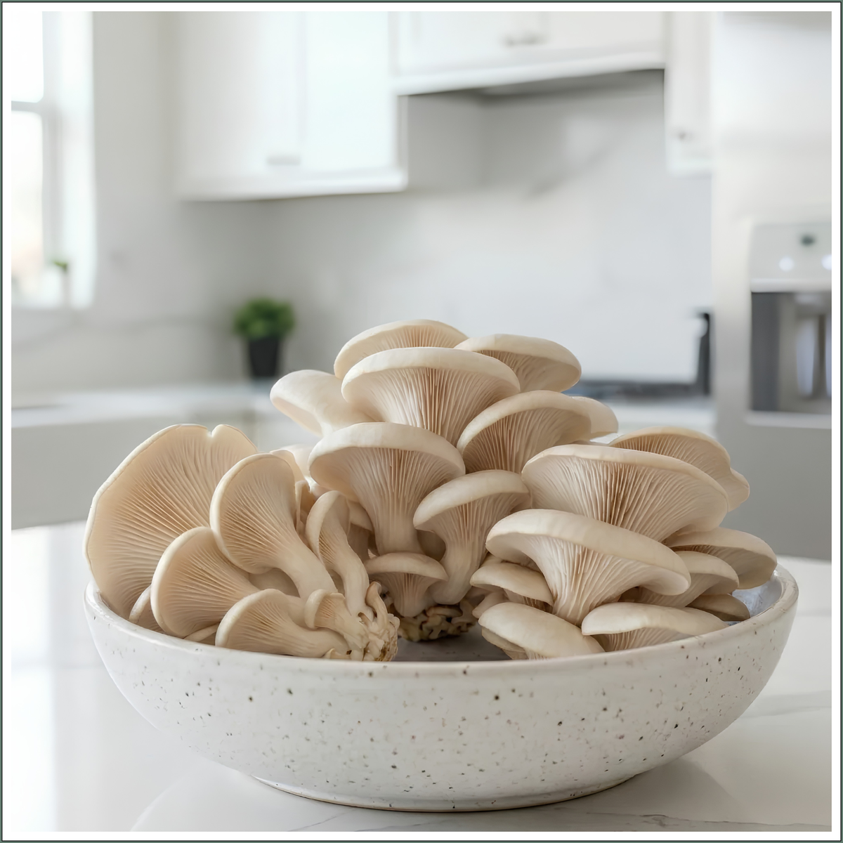 Mushroom Grow Box - Blue Oyster Mushrooms