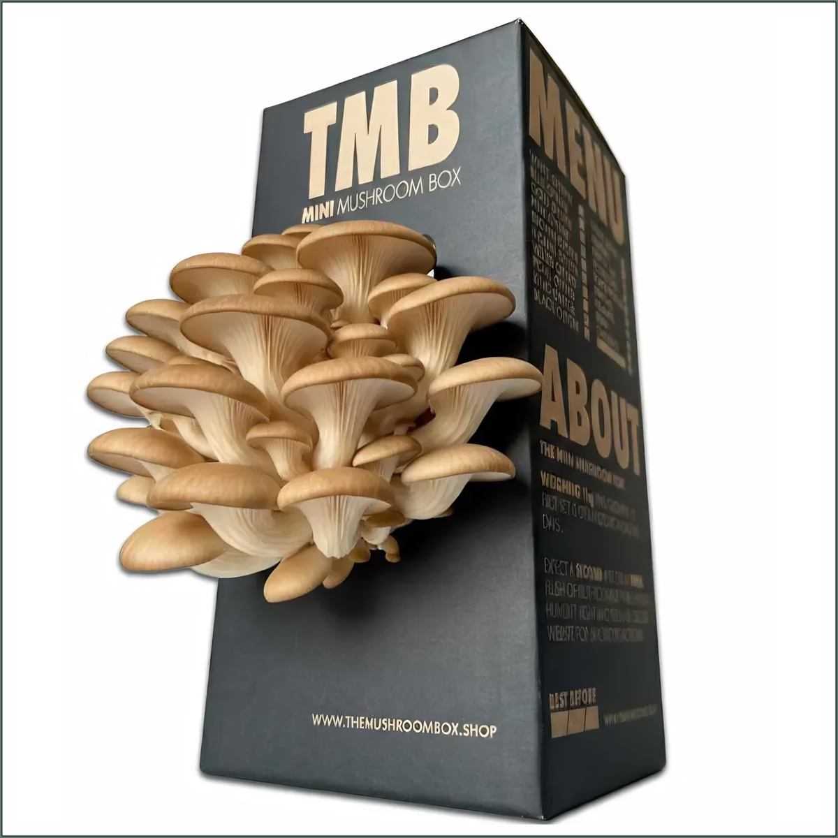 Mushroom Grow Box - Brown Oyster Mushrooms
