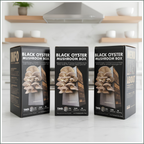 Mushroom Grow Box - Black Pearl Oyster Mushrooms