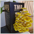 Mushroom Grow Box - Golden Oyster Mushrooms