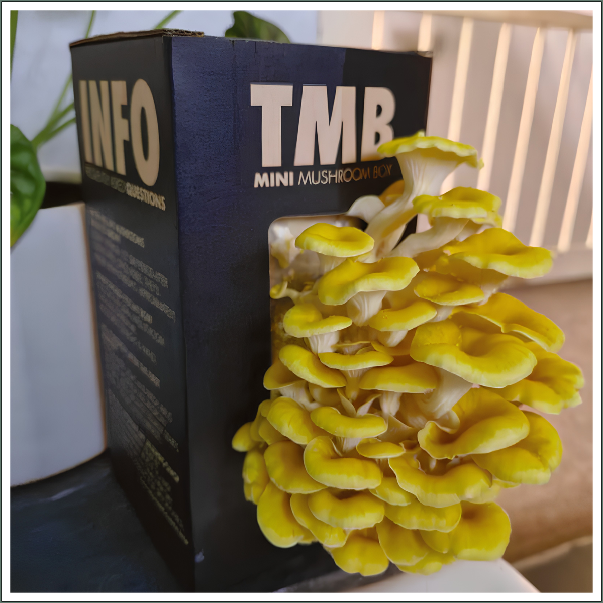 Mushroom Grow Box - Golden Oyster Mushrooms