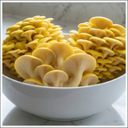 Mushroom Grow Box - Golden Oyster Mushrooms